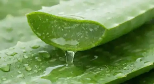 Aloe Vera